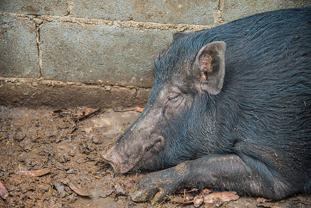istock Wild boar sleep on ground 607588692