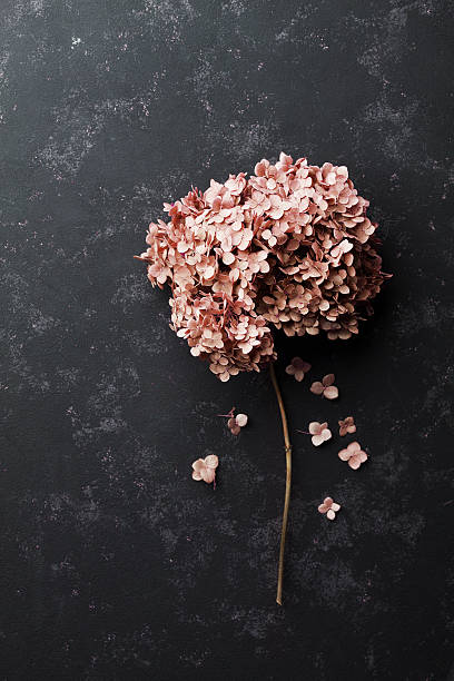 Dried flowers hydrangea on black vintage table, top view