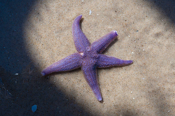 istock Star of the Sea 607590216