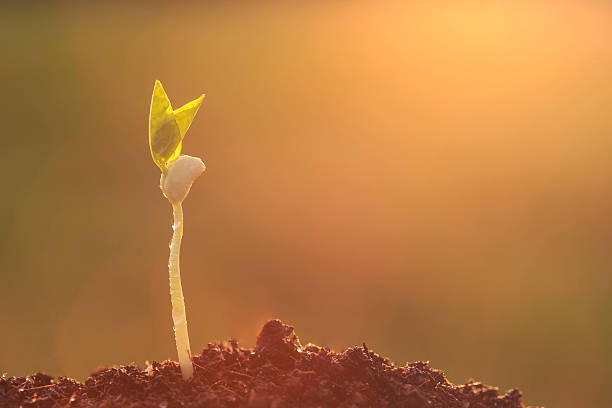 istock Young green plant in soil in sunset time 607590454
