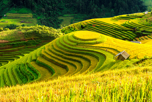 Cultivation in vietnam Rice fields terraced  prepare harvest