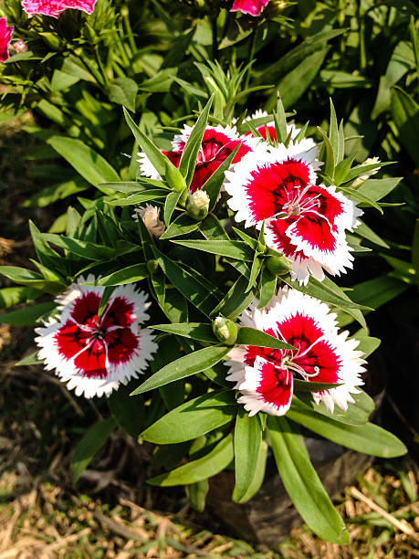 istock Dianthus chinensis Flowers 607590740