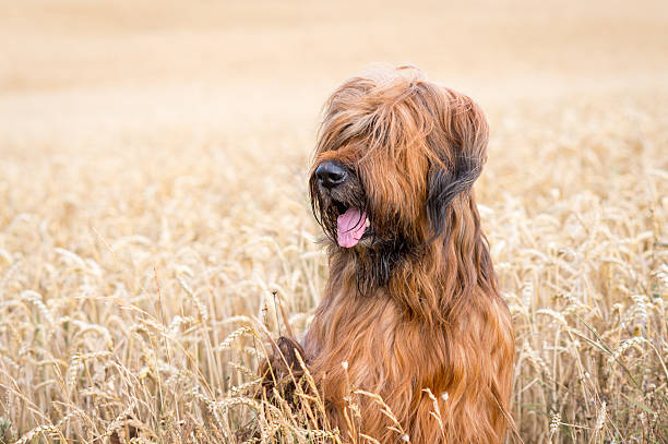 ritratto di briard maschio fulvo in cornfield - fulvo foto e immagini stock