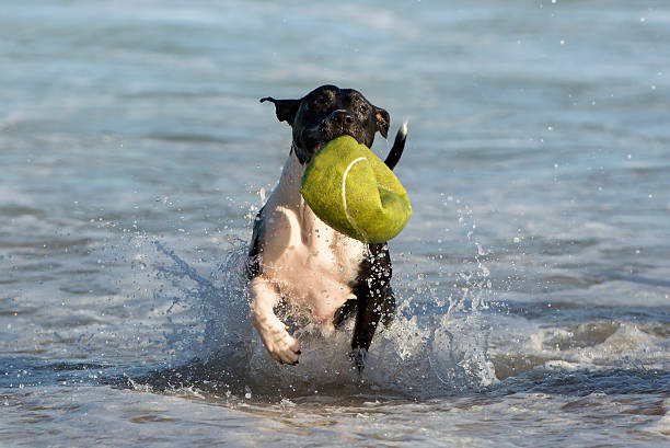 istock Dog by the sea 607591980