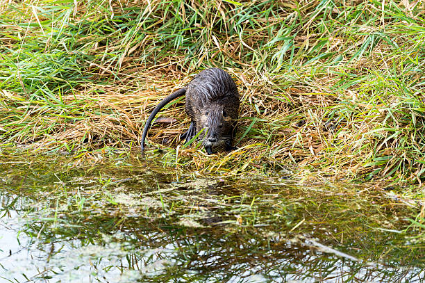A Muskrat ( Ondatra ) on the grass shore at the edge of a pond in Washington State.