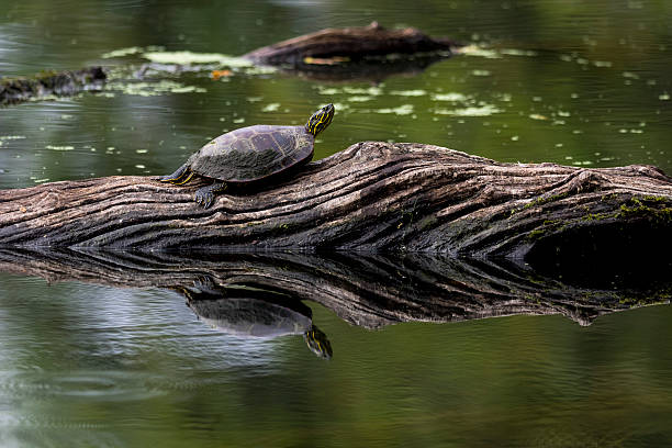 tortuga pintada occidental emydidae en el tronco en el agua - emídidos fotos fotografías e imágenes de stock
