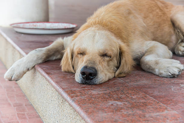 istock Golden dog sleep in afternoon 607593022