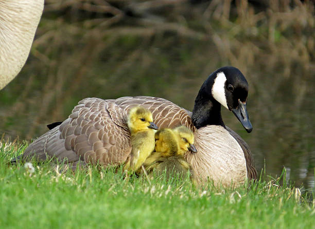 istock Canada Goose with Goslings Under Her Wing 607593150