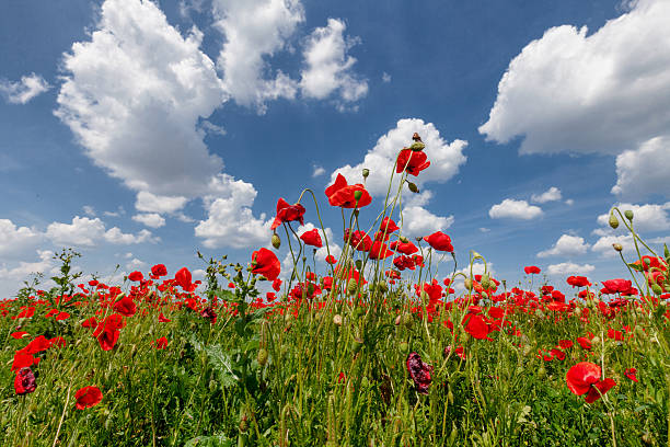 istock Poppy Against Blue Sky, sun and clouds 607593766