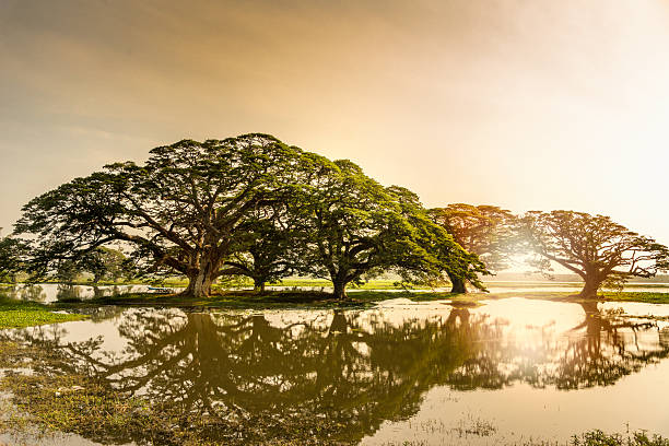 sol nascer, árvores de chuva refletidas em lagoa, sri lanka - saman tree - fotografias e filmes do acervo