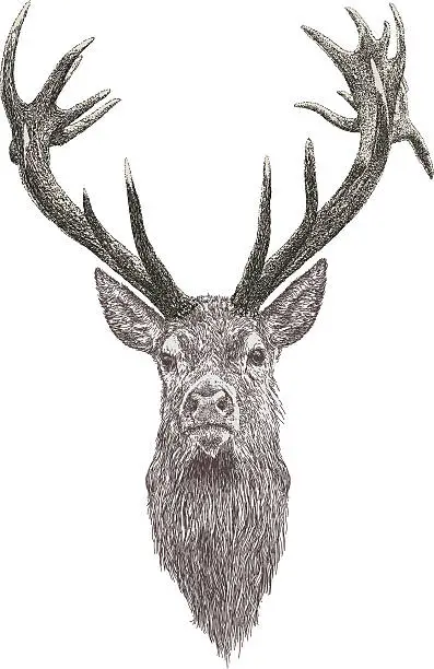 Vector illustration of Stag