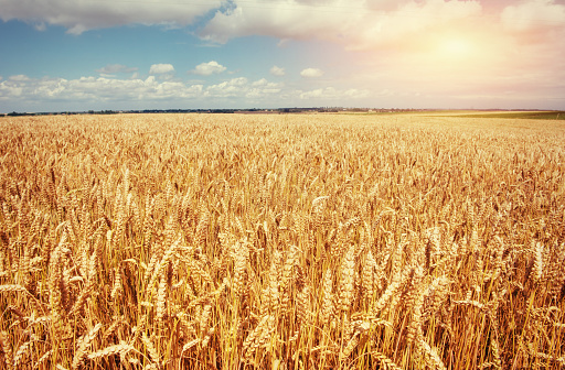 meadow wheat under sky