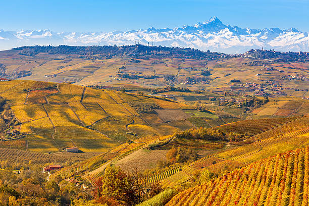 Autumnal vineyards and Alps in Piedmont, Italy. Colorful autumnal vineyards and snowy mountains on background in Piedmont, Northern Italy. langhe photos stock pictures, royalty-free photos & images