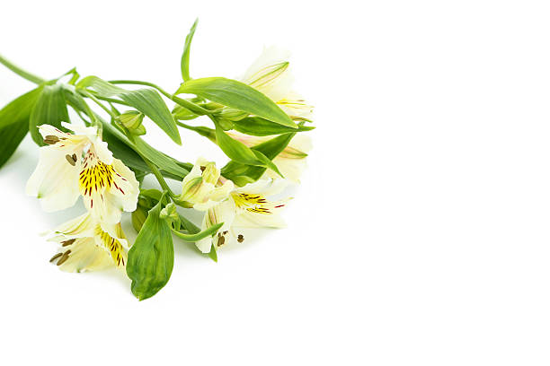 istock Alstroemeria flowers isolated on a white background 607595744