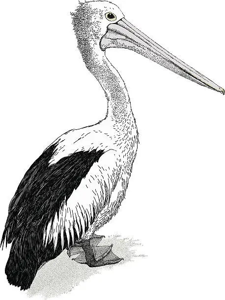 Vector illustration of Pelican