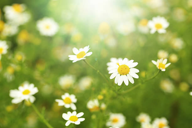 istock Beautiful chamomile flowers in the garden 607596108