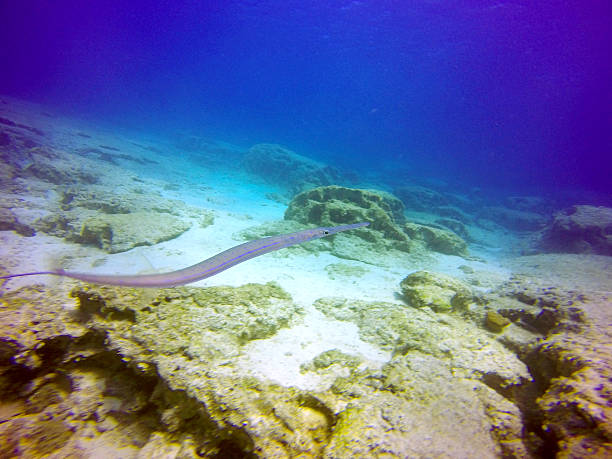 Bluespotted cornetfish A bluespotted cornetfish (Fistularia commersonii) spotted in the Mediterranean sea. The smooth flutemouth is distinct for its vertically flattened long body, whiplike tail silver, blue stripes on the back and tubular snout. smooth cornetfish stock pictures, royalty-free photos & images