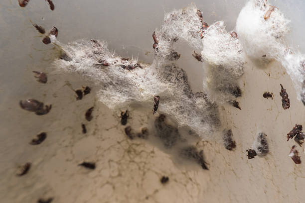 istock Macro view mold and fungus growing on food 607596320