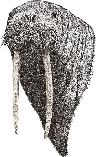 Vector illustration of Walrus