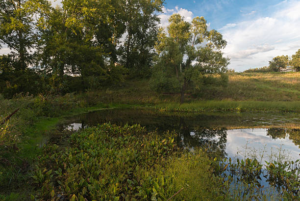 istock evening reflection of trees in a pond 607596812