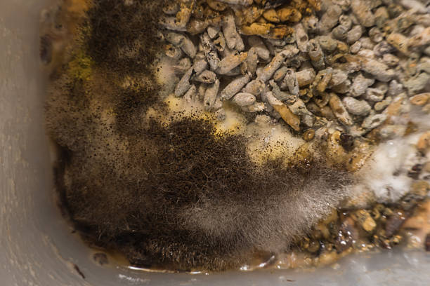 istock Macro view mold and fungus growing on food 607597310