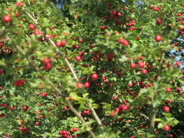 owoce whitethorn, crataegus monogyna - pyrinae zdjęcia i obrazy z banku zdjęć