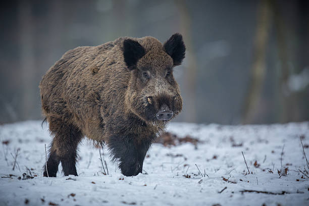 หมูป่าในป่า - boar meat ภาพสต็อก ภาพถ่ายและรูปภาพปลอดค่าลิขสิทธิ์