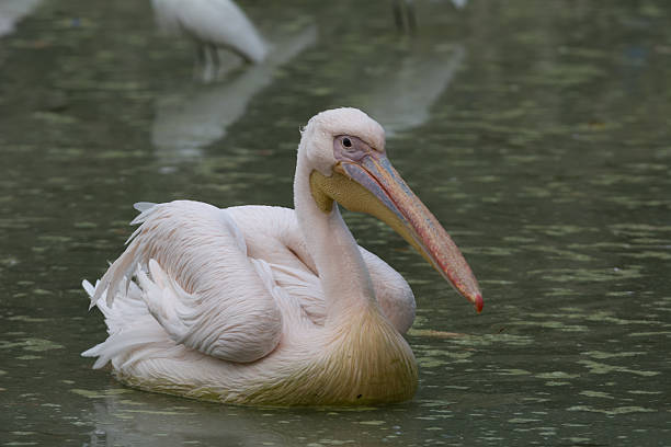 istock Pelican on water 607599738