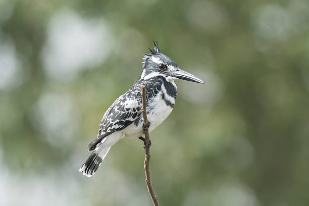 istock Pied King Fisher Bird 607599852