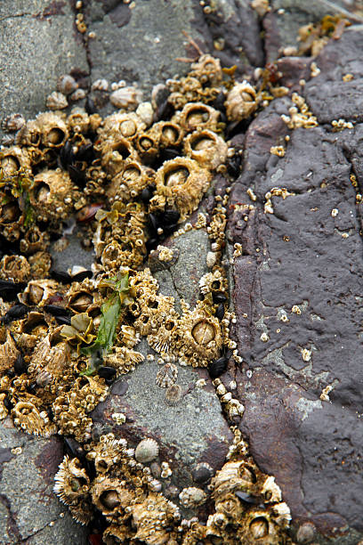 Razor Sharp Barnacles 210+ Sharp Barnacles Stock Photos, Pictures & Royalty-Free Images - iStock