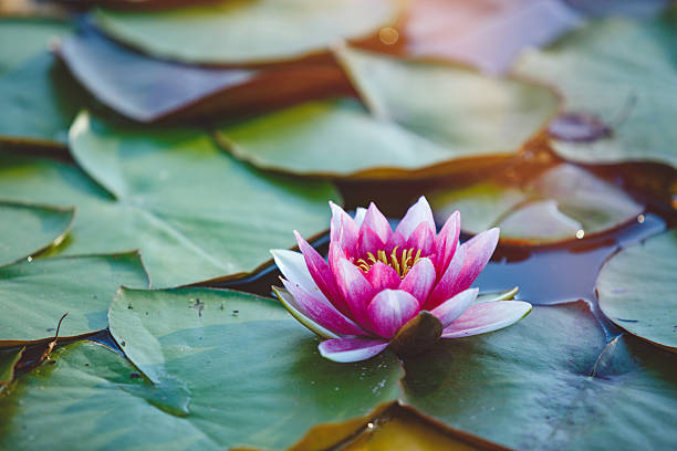 nénuphar  - lotus reflection flower single flower photos et images de collection