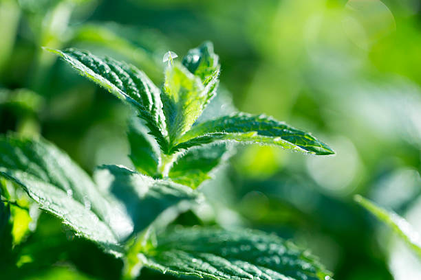 istock Mint plant grow at vegetable garden 607601616