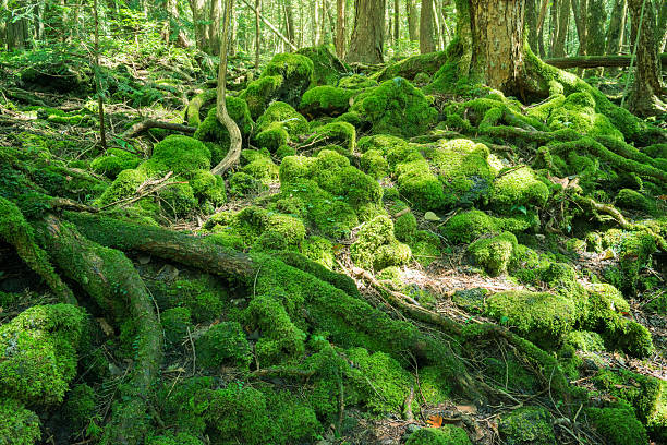 istock Wildwood in Mt. Fuji 607601944