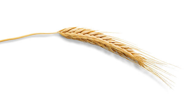 istock Ripe ear of wheat isolated on white background 607602370