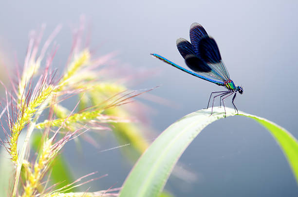 葉の上のトンボ、トンボマクロ - wing dragonfly animal eye blue ストックフォトと画像