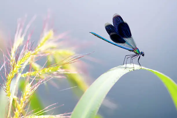 Photo of Dragonfly on the leaf, Dragonfly macro