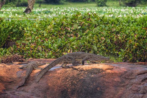 Mugger (Marsh) Crocodile, Sri Lanka Mugger (Marsh) Crocodile in Yala National Park, Sri Lanka pool at the crook stock pictures, royalty-free photos & images