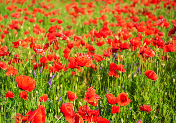 istock meadow with beautiful  red poppy flowers 607603300