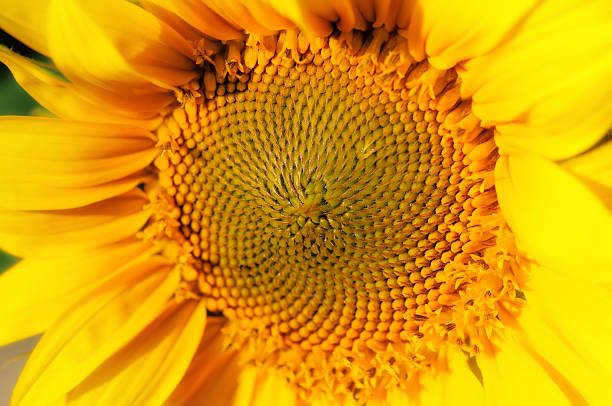 Yellow sunflower in summer, Bright sunflowers stock photo