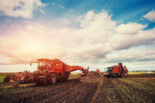 veicoli agricoli raccolta barbabietole da zucchero - beet sugar tractor field foto e immagini stock