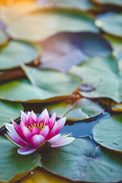 nénuphar  - lotus reflection flower single flower photos et images de collection