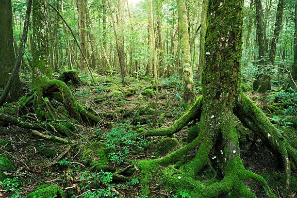 istock Wildwood in Mt. Fuji 607606266