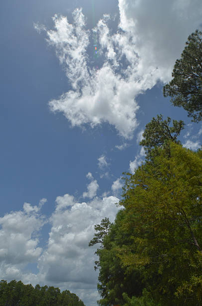 istock Vertical wideangle view of clouds and trees 607606682