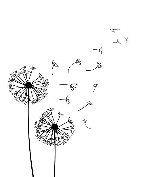 illustrations, cliparts, dessins animés et icônes de illustration vectorielle de pissenlit - dandelion freedom silhouette wind