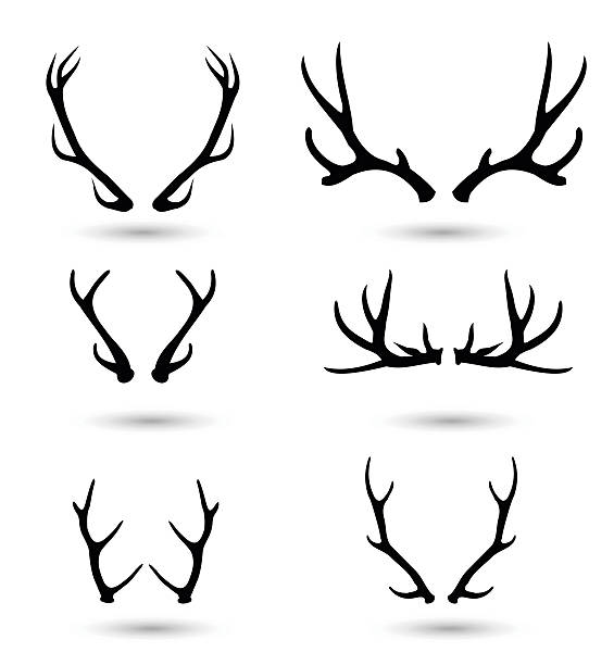 Antlers set vector illustration Antlers set  - vector illustration isolated on white background antler stock illustrations