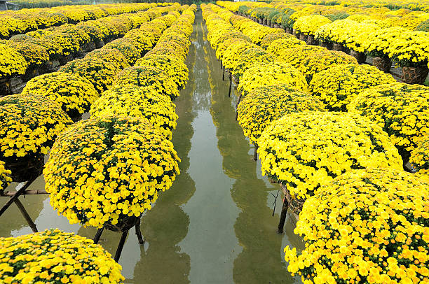 Daisies flowers are collected by sampan to in Sa Dec Flower village. This is to prepare for Tet Holidays or Lunar New Year in Vietnam. 