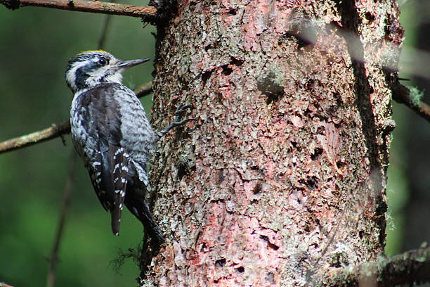 istock Alpine Woodpecker on a tree found in the forest 607608920