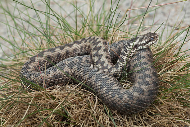 ﾀｯｷｴ 독사류 (vipera berus). - adder 뉴스 사진 이미지