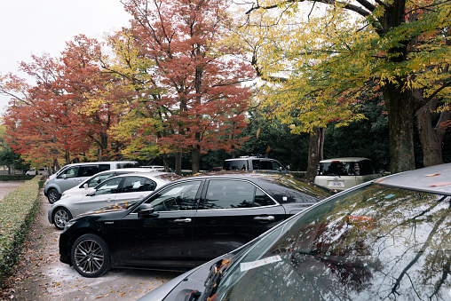 Kyoto, Japan - Nov 7, 2015: Autumn trees in a car park in Kyoto. 