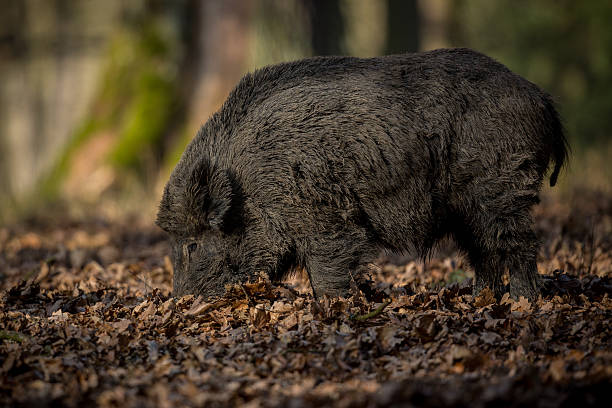 istock Wild boar male in the forest 607612812